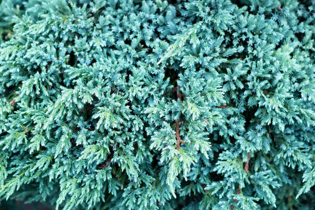 Texture of juniperus squamata blue star. Blue carpet juniper plant or Himalayan juniper. Christmas background. Selective focus