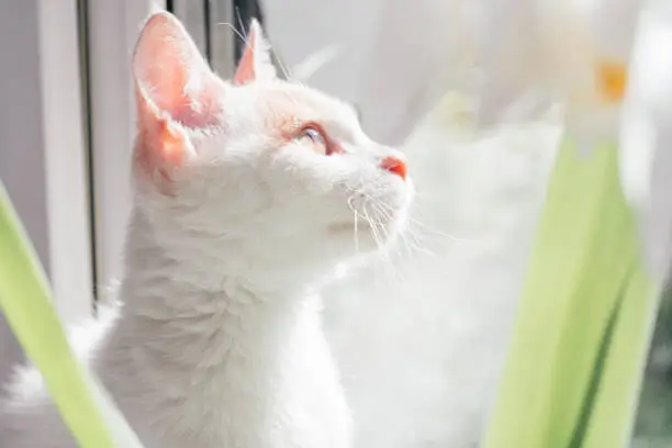 Photo of White and ginger cat 3-4 months looks out the window. Kitten in rays of sun, next to houseplant