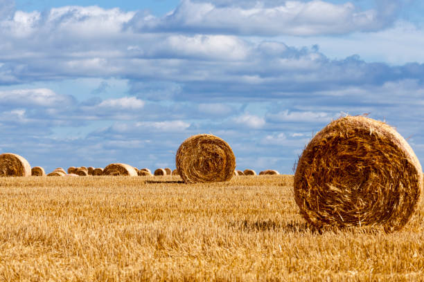 istock stacks of wheat straw were left after the wheat harvest 1339729124