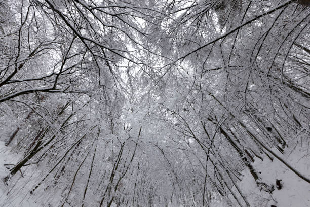istock park are covered with snow in winter 1339729193