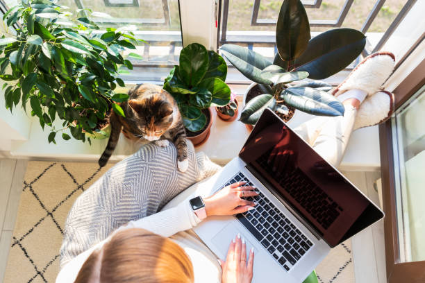 девушка сидит на кресле, ставя ноги на подоконник работа на ноутбуке дома кошка рядом хочет внимания - working at home стоковые фото и изображения