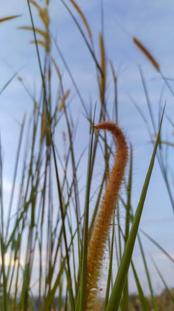 istock a bunch of weeds on a blue and bright cloud background 1339732032