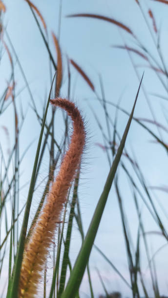 istock a bunch of weeds on a blue and bright cloud background 1339732042