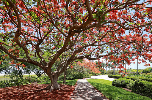 Blooming Royal Poinciana cast dramatic shadows in a public park in Fort Lauderdale, Florida, USA.
