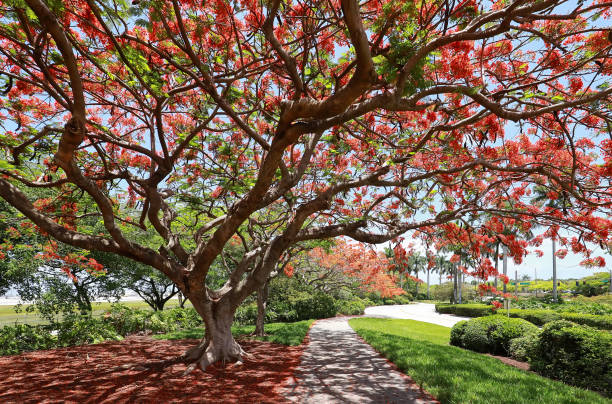 Royal Poinciana in Full Bloom Blooming Royal Poinciana cast dramatic shadows in a public park in Fort Lauderdale, Florida, USA. pride of barbados flower stock pictures, royalty-free photos & images