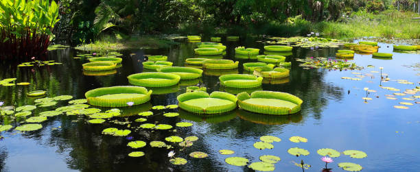 nenúfares gigantes - jardín botánico fotografías e imágenes de stock