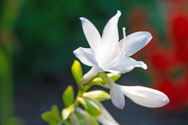 Flower-Plantain Lily-Howard County, Indiana