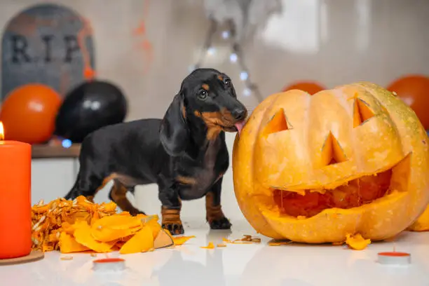 Photo of Someone made pumpkin lantern to decorate apartment for a Halloween party. Mischievous dachshund puppy has climbed on table and is trying to eat vegetable while owner is distracted.