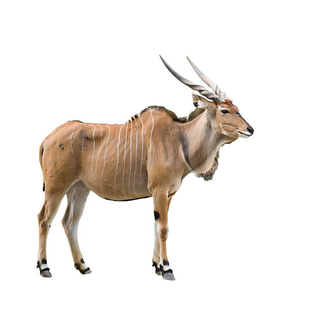 éland antilope - eland photos et images de collection