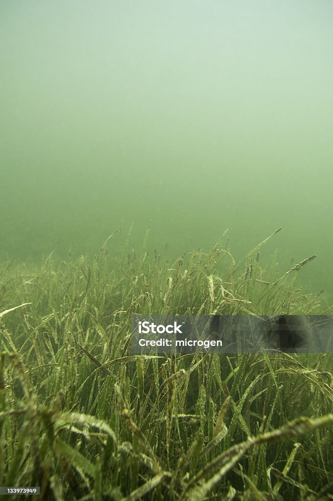 seabed erbose - Foto stock royalty-free di Acqua