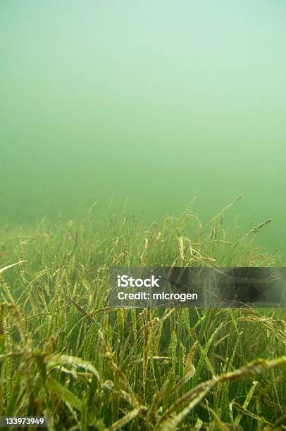 Seabed Erbose - Fotografie stock e altre immagini di Acqua - Acqua, Ambiente, Colore verde