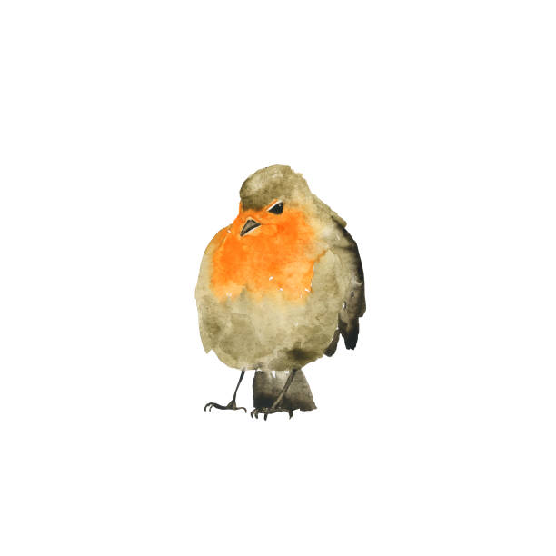 istock One Robin bird isolated on white background. Watercolor hand drawing illustration. Wet style aquarelle. Cute winter grey and orange bird. Perfect for print, card, poster. 1339739686