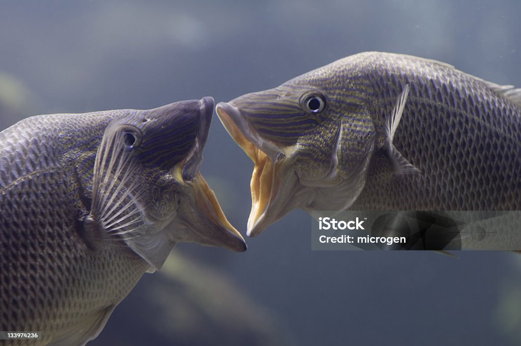 Two French grunt fish kissing underwater Rarely seen behavior by two French Grunts. Selective focus Fish Stock Photo