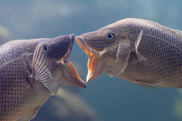 Two French grunt fish kissing underwater Rarely seen behavior by two French Grunts. Selective focus grunt fish stock pictures, royalty-free photos & images