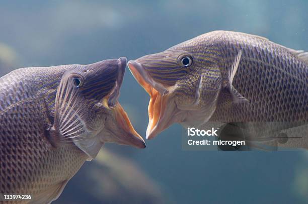 Two French Grunt Fish Kissing Underwater Stock Photo - Download Image Now - Fish, Kissing, Grunt Fish