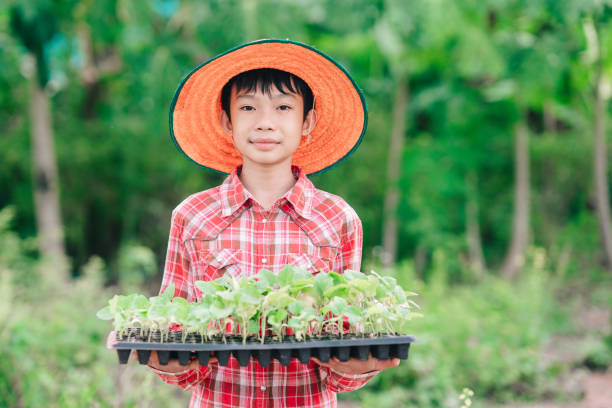 Kids holding seeding vegetable plants to planting on blurred green nature background stock photo