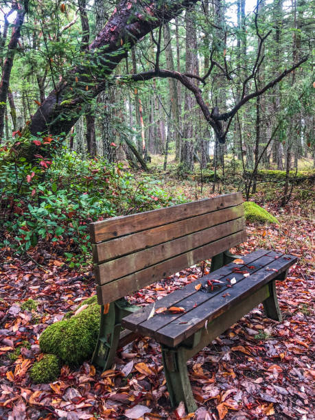 istock Wooden bench in a park in the Fall 1339744692