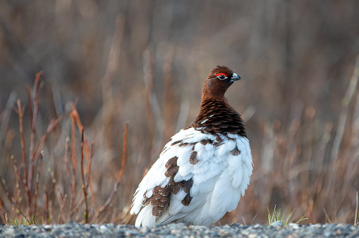 Willow Ptarmigan fluffing out feathers in Denali National Park in Alaska United States