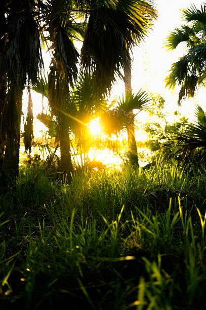 istock Sunlight streaming through old Florida southern forest area nature scenic 1339749673