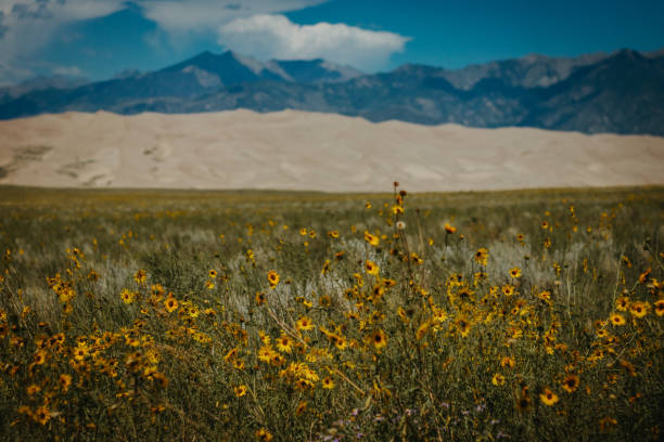 istock Sunflowers, sand dues, mountains 1339750394