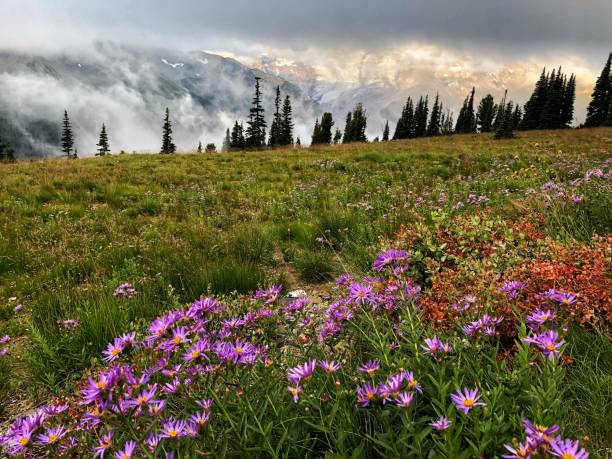 Mount Rainier at Sunrise, WA, USA