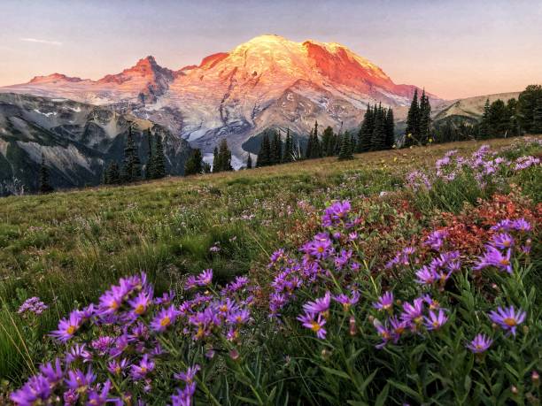 istock Mount Rainier at Sunrise, WA, USA 1339750970