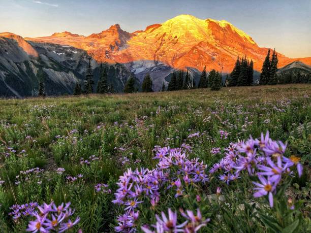 istock Mount Rainier at Sunrise, WA, USA 1339750976