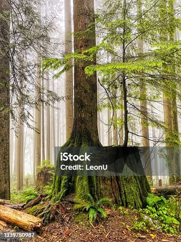 istock Rain in the forest, Vancouver, Canada 1339750987