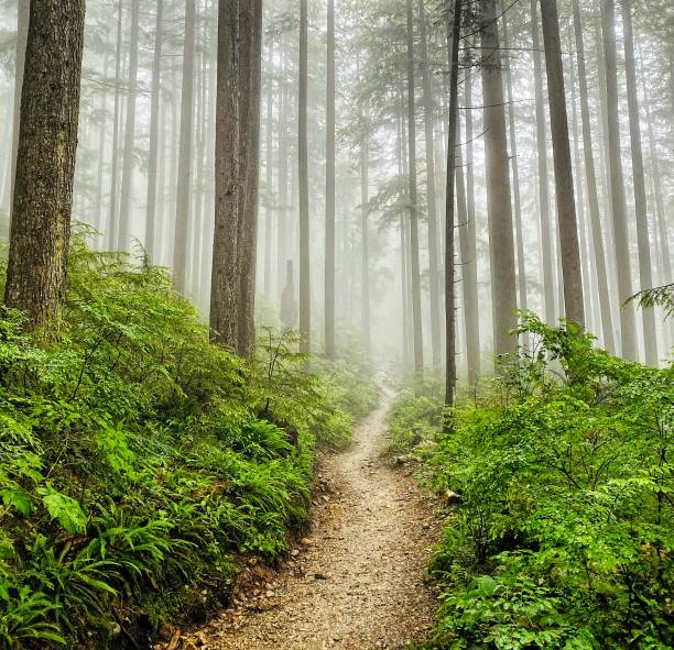 Rain in the forest, Vancouver, Canada Misty afternoon in summer. footpath stock pictures, royalty-free photos & images