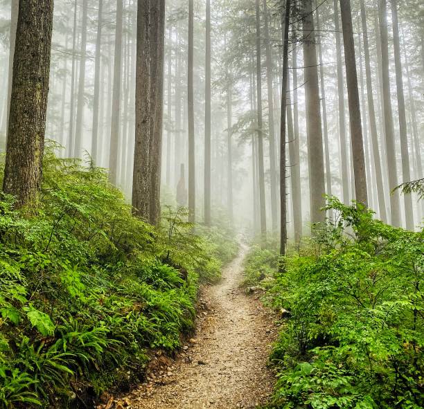 дождь в лесу, ванкувер, канада - wood woods dirt road footpath стоковые фото и изображения