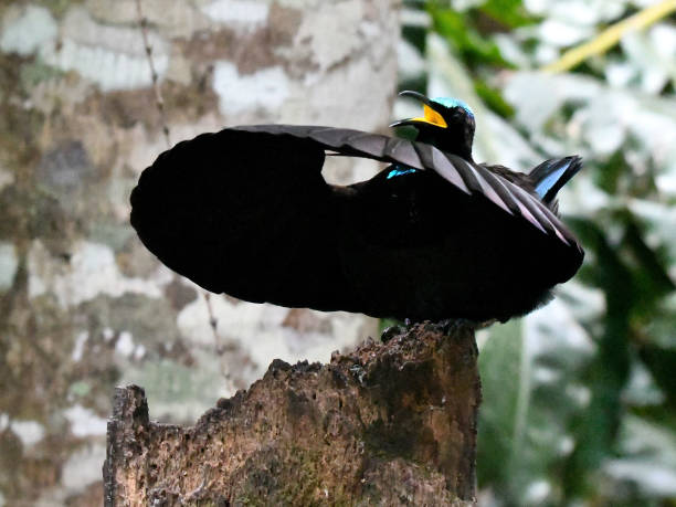 Victoria's Riflebird courtship display Victoria's Riflebird courtship display - front facing bird of paradise bird stock pictures, royalty-free photos & images