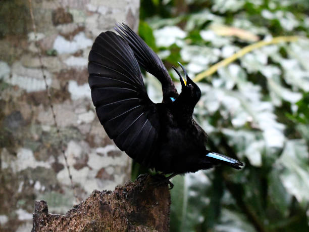 istock Victoria's Riflebird courtship display 1339752963