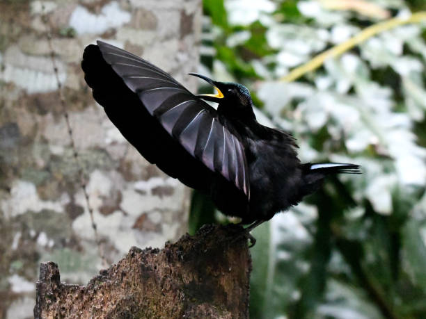 istock Victoria's Riflebird courtship display 1339752965