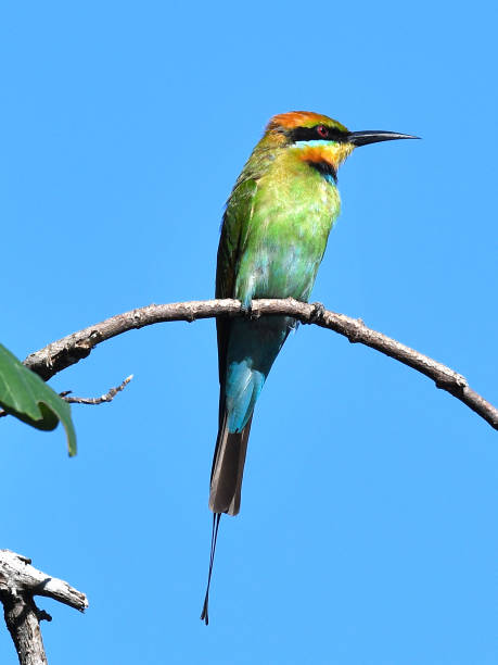Rainbow Bee-eater Rainbow Bee-eater on a branch against blue skye bee eater stock pictures, royalty-free photos & images
