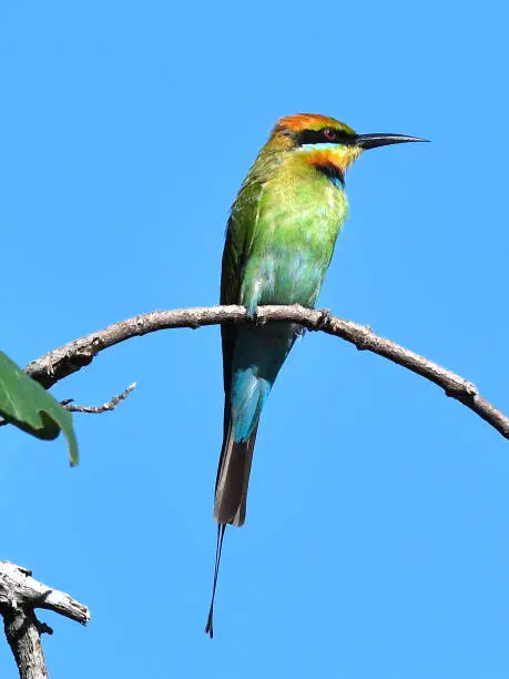 Rainbow Bee-eater on a branch against blue skye