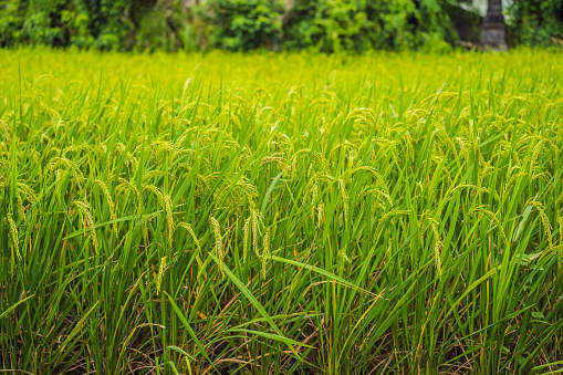 hand holding a grain of rice, close-up of a green rice plant in a field.