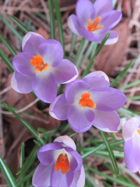 Bright Sweet Purple Violet Crocus Flowers Blooming in Spring 2021 Bright Colorful Purple Crocus Flowers in Spring 2021 crocus tommasinianus stock pictures, royalty-free photos & images