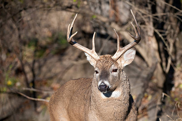istock Whitetail Buck in Rut 133975598
