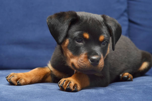 Cutte puppy dog rottweiler on man shoulder. Looking at camera
