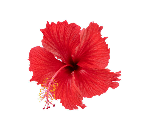 istock red hibiscus isolated on white 1339757939