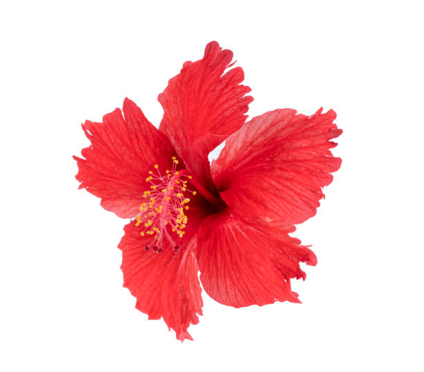 istock red hibiscus isolated on white 1339758156