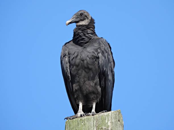 istock Black Vulture (Coragyps atratus) standing on top of a post 1339758882