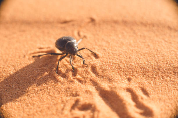 Morocco Merzouga Sahara Desert Dung Beetle stock photo