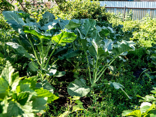 istock fresh green broccoli grows in the garden 1339759796