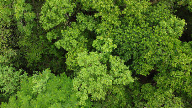 istock Nature trees background  top view by drone 1339760008