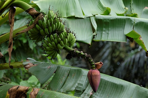 Inflorescencia de plátano photo