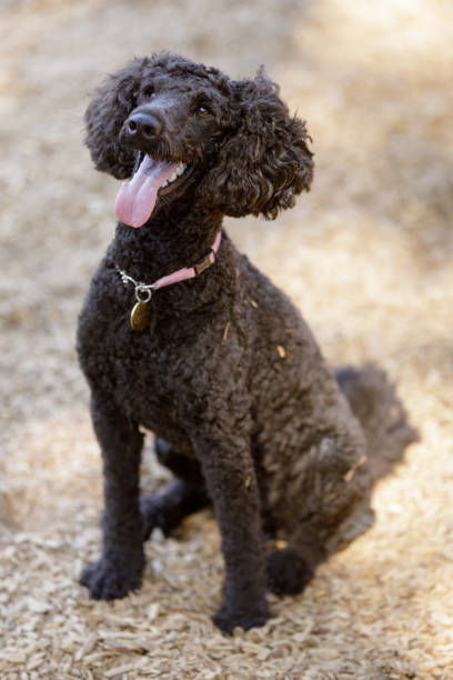 istock 1-Year-Old Attentive Brown Mini Poodle Male 1339761569