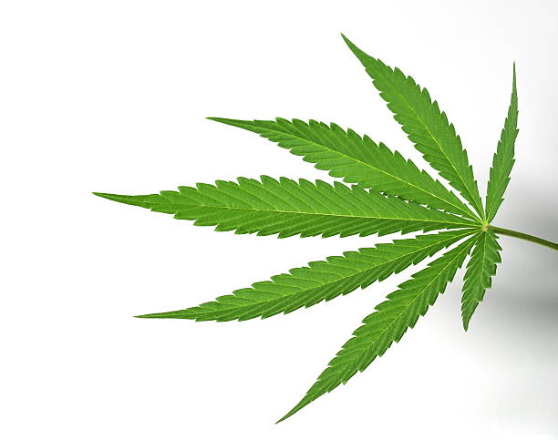 Isolated Cannabis Leaf stock photo