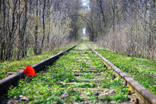 Red poppy on  railway in a forest