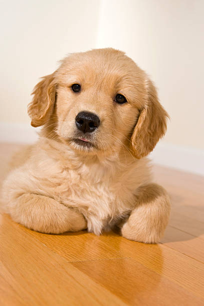 istock Golden Retriever puppy 133976361